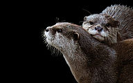 Asian small-clawed otter (Aonyx cinereus)